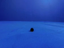 1000 ct. Caplugs Vc-312-8 SMA MALE Round Vinyl Caps 0.312x0.42x0.5