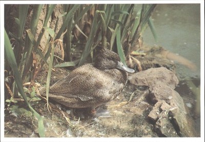 Sommersprossenente Stictonetta Naevosa Wildvögel & Feuchtgebiete Vertrauen Foto Postkarte