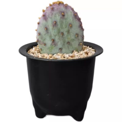 6CM Sukkulente Kaktus Pflanze Opuntia Santa Rita Cactaceae Hausgarten wunderschön - Bild 2 von 12