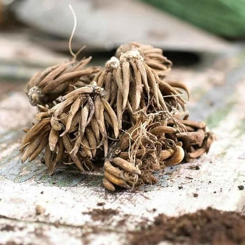 Ranunculus Bulbs 20 White Purple Mix Corms Peony Rose Butterfly Garden Flowers - Picture 7 of 7