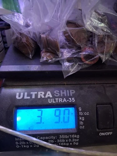 Wheat Penny Bulk Lot - 565 Coins +/- (3.9lbs)