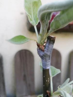 VEREDELN.SHOP 90 uds Medifilm Medelfilm cinta de acabado cinta de ensayo árbol frutal acabado cinta de vivero