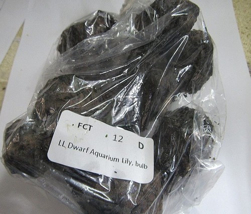 12 dwarf lily aquarium bulbs