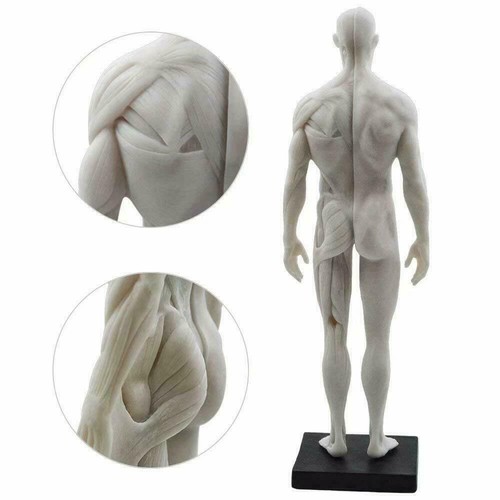 30cm Male Human Anatomical Model Art Anatomical Figure White US STOCK - Picture 6 of 9