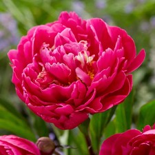 Peony Karl Rosenfield 1 Bare Root – Deep Red Fragrant Hardy Perennial