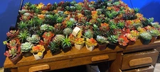 Small Plastic Plants Huge Lot Of Decrorative Plants