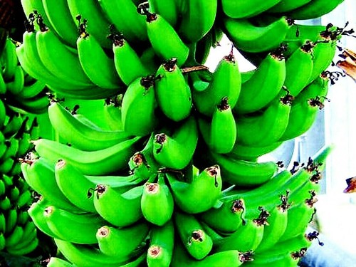 10 "DWARF" Cavendish BANANA Tree Seeds Musa acuminata Hardy Tropical Fruit Plant - Picture 18 of 19