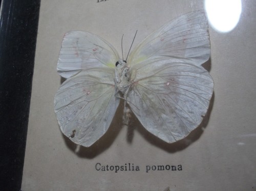 VTG Mounted Glass Framed Butterflies: Ixias pyrene insignis & Catopsilia pomona - Picture 4 of 8