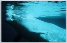 Animals~Beluga White Whale Color Photo~Natural Resources Defense~Vtg Postcard