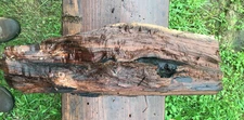 Black Walnut Blank 8.5 pounds Wood Turning Block Slab Burl Crotch made by God
