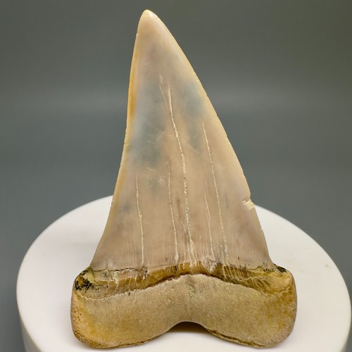 Gorgeous Colors Large 2.28" Fossil Extinct Mako Shark Tooth - Bakersfield, CA - Picture 4 of 4