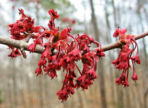 20 SEMI ACERO ROSSO - Acer rubrum - Foto 3 di 5