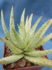 Aloe Hybrid: "Latte" 2-3" Plant Easy 2 Grow Succulent Great Textures/Colors