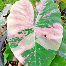 Colocasia Bulb Princess Loei New Hybrid (Includes All Import Duties And Taxes)