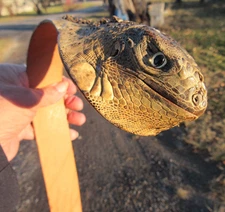 VINTAGE LEATHER BELT EXOTIC RARE TAXIDERMY IGUANA LIZARD SKIN SNAKE HEAD BUCKLE
