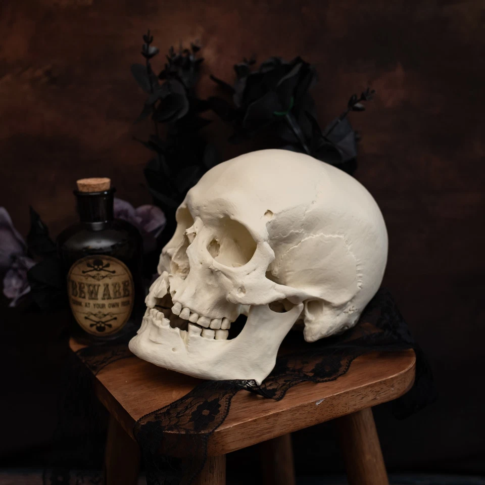 Réplica de cráneo humano de tamaño natural | Herida de hacha de guerrero medieval | Modelo anatómico - Imagen 4 de 4