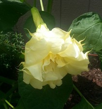 Angel Trumpet Datura Ballerina Purple and Ballerina Yellow 10 Seeds 2 Variety