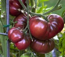 Black Krim Tomato: 20 Seeds