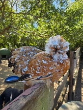 6 RARE Mille Fleur Silkie Hatching Eggs - Frizzles and Showgirls Possible!