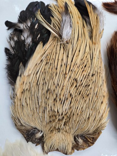 Lot of 5 Indian Cape " assorted colors " Kit#1 grade A Fly Tying Feathers - Picture 7 of 7