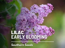 Early Blooming Lilac Seeds, Heirloom Fragrant Shrub, USA Grown
