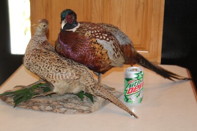 Pair Chinese Ringneck Pheasant Hen Rooster Taxidermy Log Cabin Decor Mount Bird