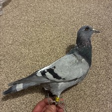 Grey White Collared Pink Green Taxidermy Ornamental Racing Pigeon 