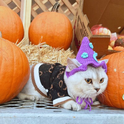 Star witch crochet hats for cats and small dogs/ knit cat hat