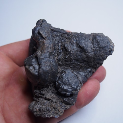 294gr Rugosa, Tabulata Czech Fossil Coral Devonian 1539 - Picture 5 of 22