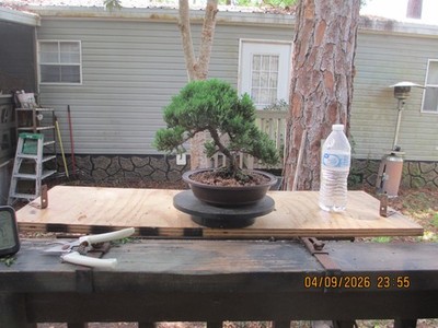 SPECIMEN BONSAI TREE JUNIPER PROCUMBENS NANA/7 OVAL