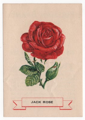 1920 Jack Rose Flower Trading Card Weber Bread D35? Like Cigarette Silks S49 USA