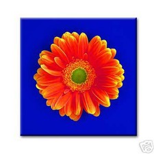 cc art - CANVAS PRINT ARTWORK - GERBERA BLOOM - 24"x24"