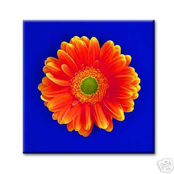 cc art - CANVAS PRINT ARTWORK - GERBERA BLOOM - 24"x24" - Picture 1 of 1