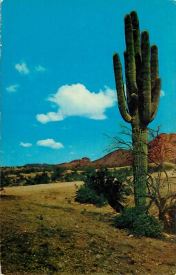 Postcard California Giant Saguaro Cactus Unposted | eBay