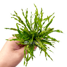 Pogostemon Stellatus Dassen | Aquarium Plants Factory&reg;