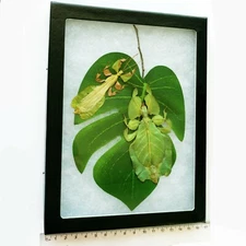 Phyllium pulchrifolium MALE + FEMALE green leaf insects preserved on leaf FRAMED