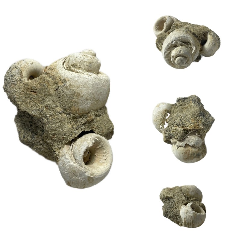 OBO🐚🪨 FOSSIL CLUSTERED SHELL MATRIX High-Detail Paleo Sea NATURAL DISPLAY (4A)