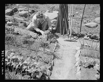 Photo:New York City Queens Forest Hills 1944 Victory Gardening Woman