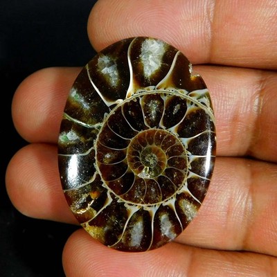 60.50Cts. Natural Unique Ammonite Fossil Oval Cabochon Reiki Healing Gemstone