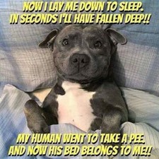 Funny Pitt Bull refrigerator magnet 3 1/2 x 3 1/2 " Made in the Usa