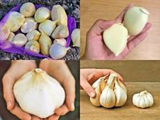 Garlic, Elephant Garlic Fresh harvest healthy Choose Garlic Seeds, Cloves, Bulb