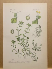 SPRING WATER STAR 1886 ANTIQUE LITHOGRAPH ILLUSTRATION BOTANY FLOWER FLORA