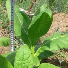 Tobacco Dubek-44 300+ PCS fresh seeds, Nicotiana tabacum, Tobacco seeds for plan