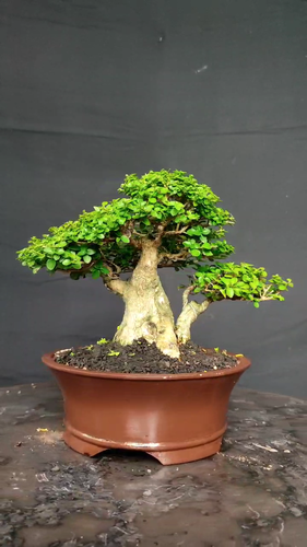 Pianta reale Bonsai Premna macropilla bonsai albero - bonsai mame miglior personaggio - Video 1 di 1