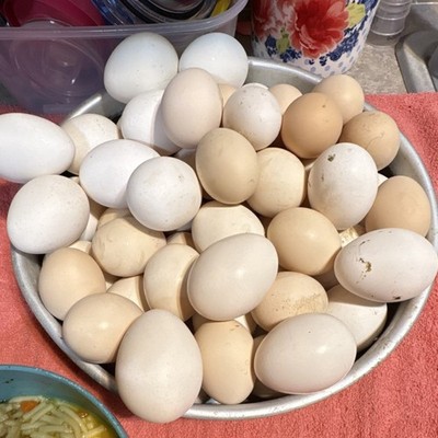 Silkie & Polish Chicken Hatching Eggs 6+ 