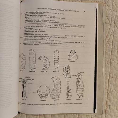 Schlüssel zu Orden unreifer Insekten und ausgewählter Arthropoden Stuart B. Hill Ökologie - Bild 17 von 24