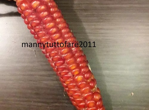 100 SEMI SEEDS MAIS ottofile ROSSO 2025 Presìdio Slow Food antica varieta' 🌽 - Imagen 5 de 5