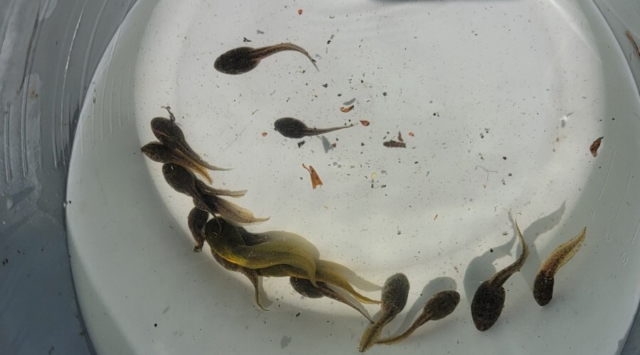 10 Lot Live Bullfrog Tadpoles For Sale. 1' 3' Inches. Feeder