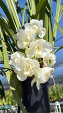 Cymbidium White Snow  1 Gallon Pot
