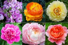 20 SEEDS for MIXED COLORS PEONIES rare blossom pink red exotic plant USA Seller